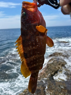 キジハタの釣果