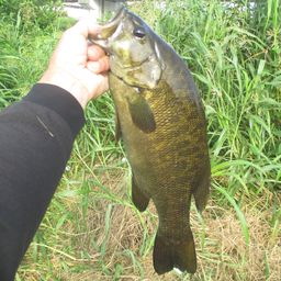 スモールマウスバス