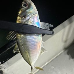 アジ