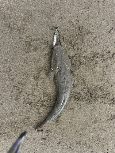 マゴチの釣果