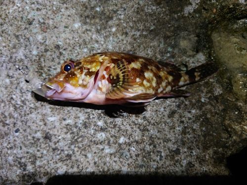 カサゴの釣果
