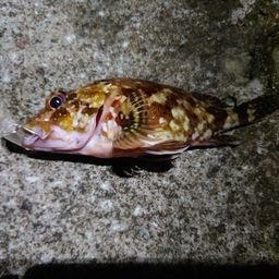 カサゴ