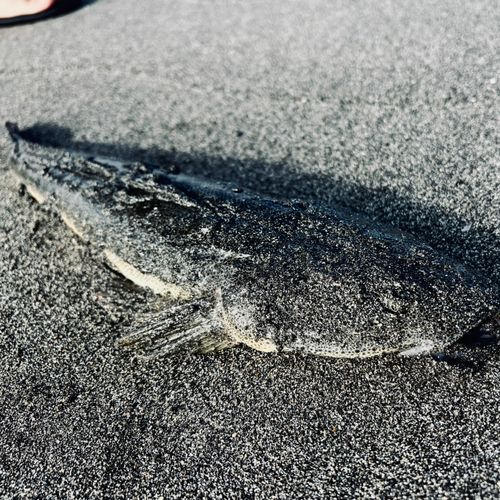 マゴチの釣果