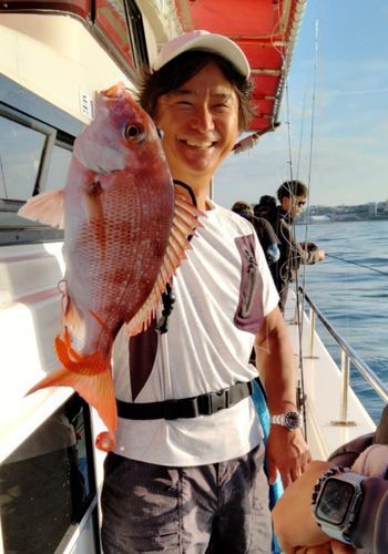 マダイの釣果