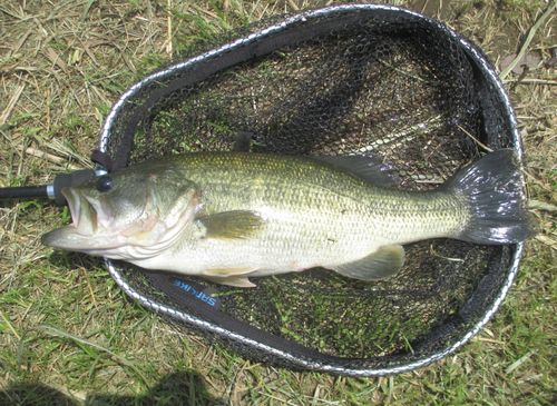 ラージマウスバスの釣果