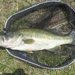 ラージマウスバス