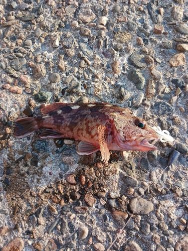 カサゴの釣果