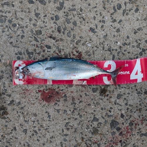 ソウダガツオの釣果