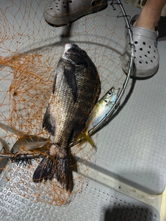 チヌの釣果