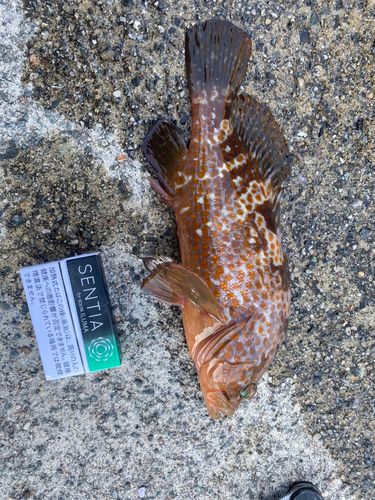 キジハタの釣果