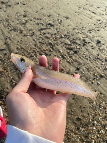 キスの釣果