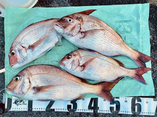 マダイの釣果