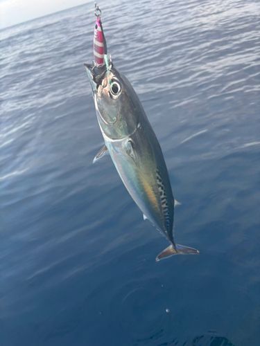 ソウダガツオの釣果