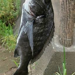 クロダイ