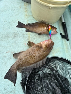 オオモンハタの釣果