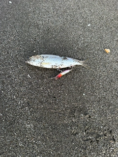 コノシロの釣果