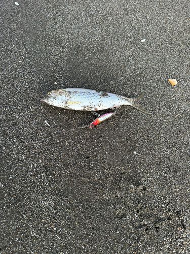 コノシロの釣果