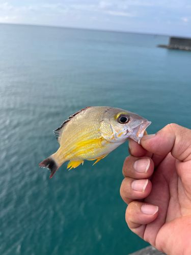 オキフエダイの釣果
