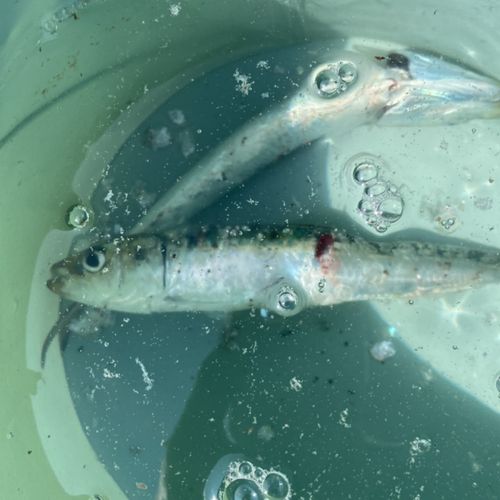 マイワシの釣果