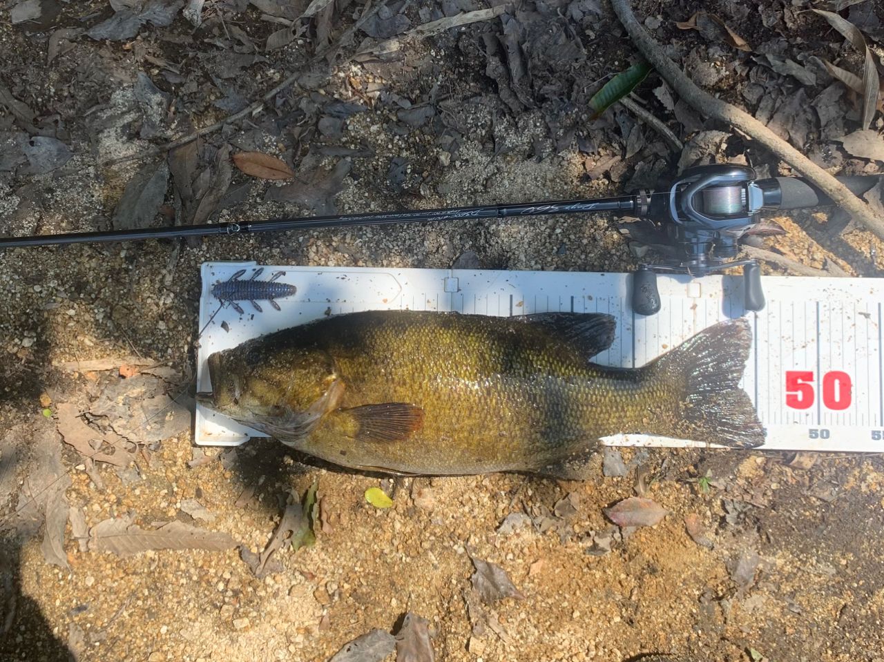 スモールマウスバス