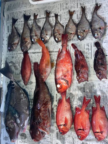 カサゴの釣果