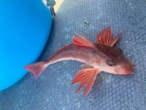カナガシラの釣果
