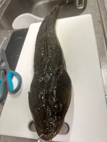 マゴチの釣果