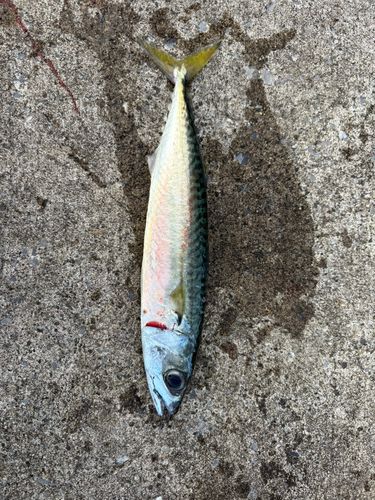 サバの釣果