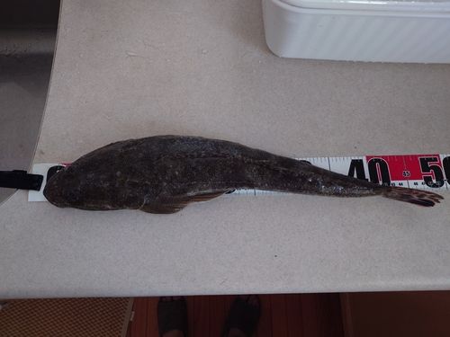 マゴチの釣果