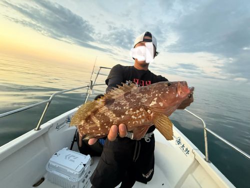 アコウの釣果