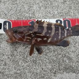 クエ