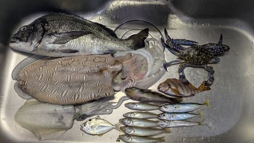 モンゴウイカの釣果