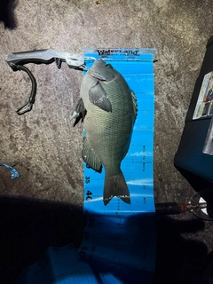クチブトグレの釣果