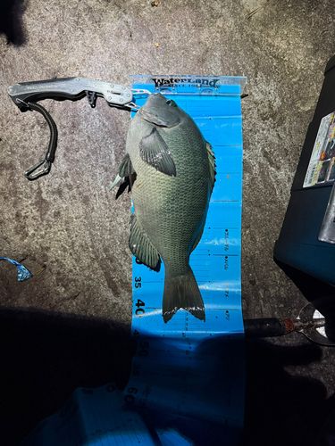 クチブトグレの釣果