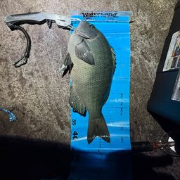 クチブトグレ