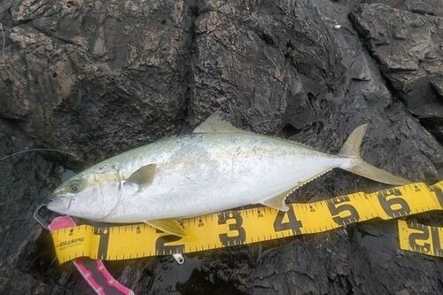 ヒラマサの釣果