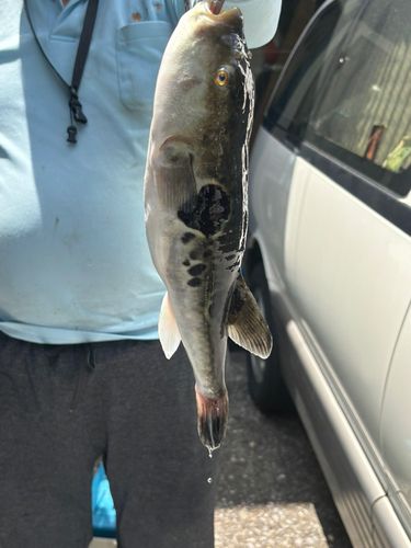 トラフグの釣果