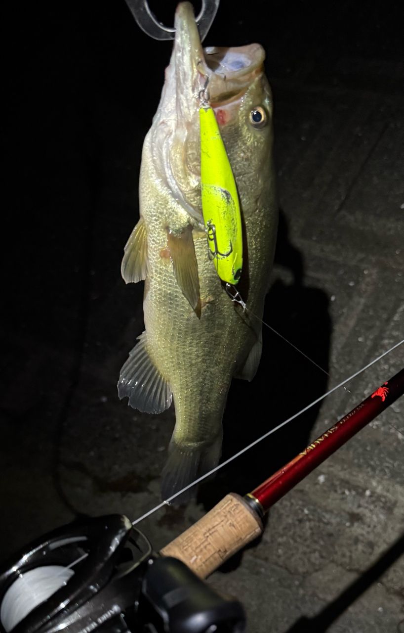 SHIMANO - 絶対安いと思います　美品　現行　SHIMANO ワールドシャウラ　1832R-2 シマノ ワールドシャウラ 1832R-2 (ベイトモデル) 2020年モデル