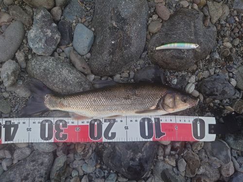 ウグイの釣果