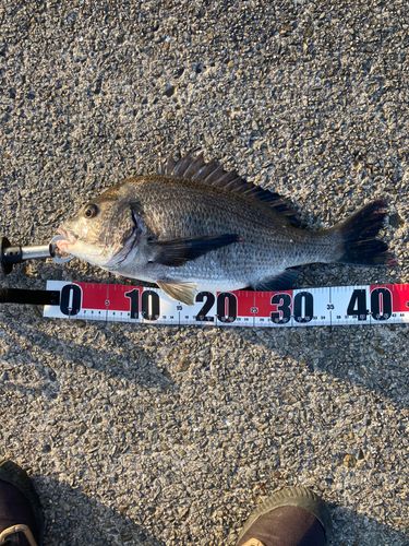 チヌの釣果