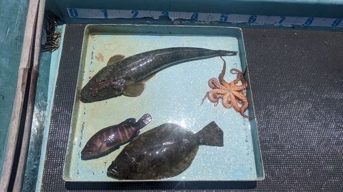 マゴチの釣果