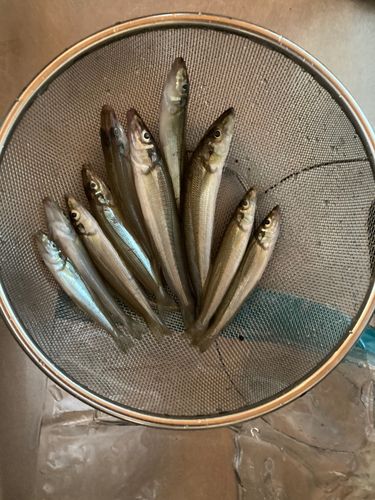 キスの釣果