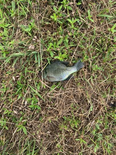 ブルーギルの釣果