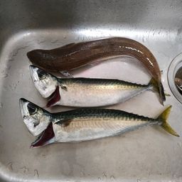 サバ