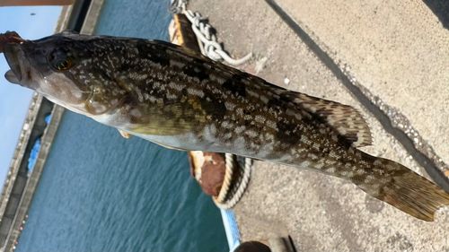 アイナメの釣果