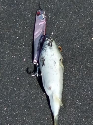 クサフグの釣果
