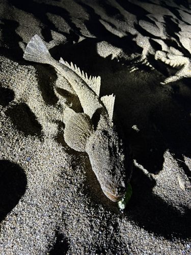 マゴチの釣果