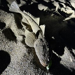 マゴチ