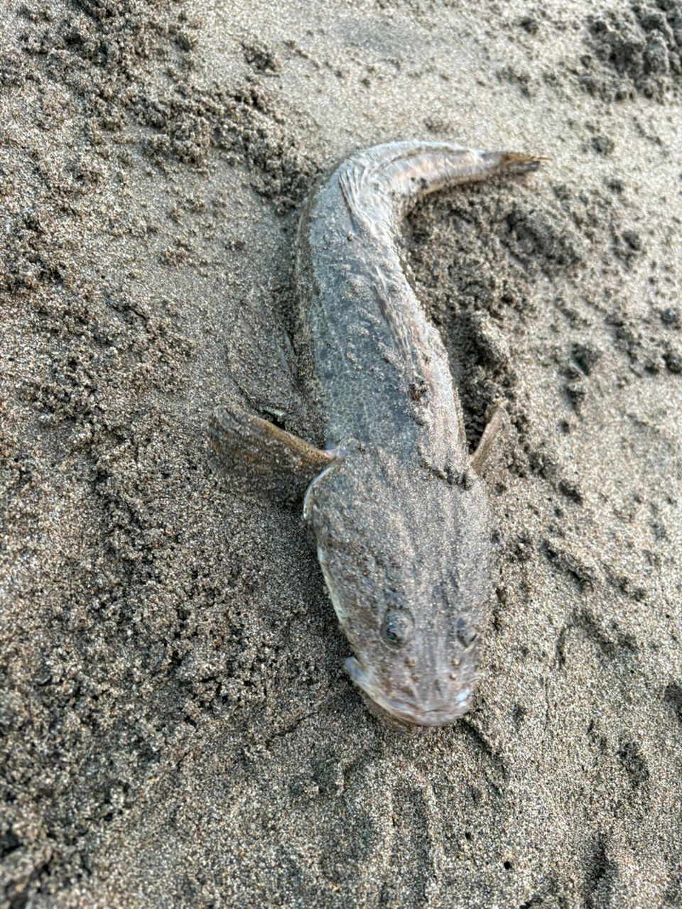 マゴチ