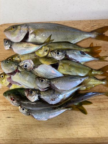 ショゴの釣果